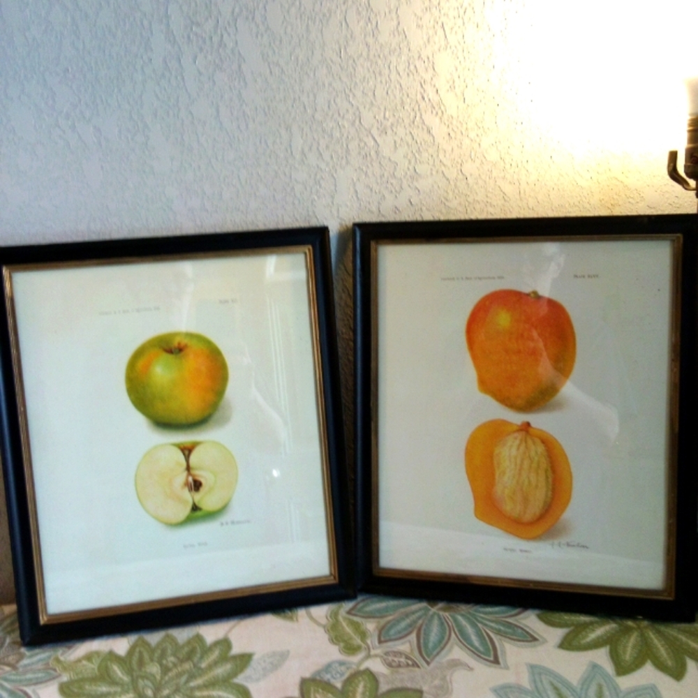 💰SALE 💰 1908 USDA Lithograph Framed Fruit Prints